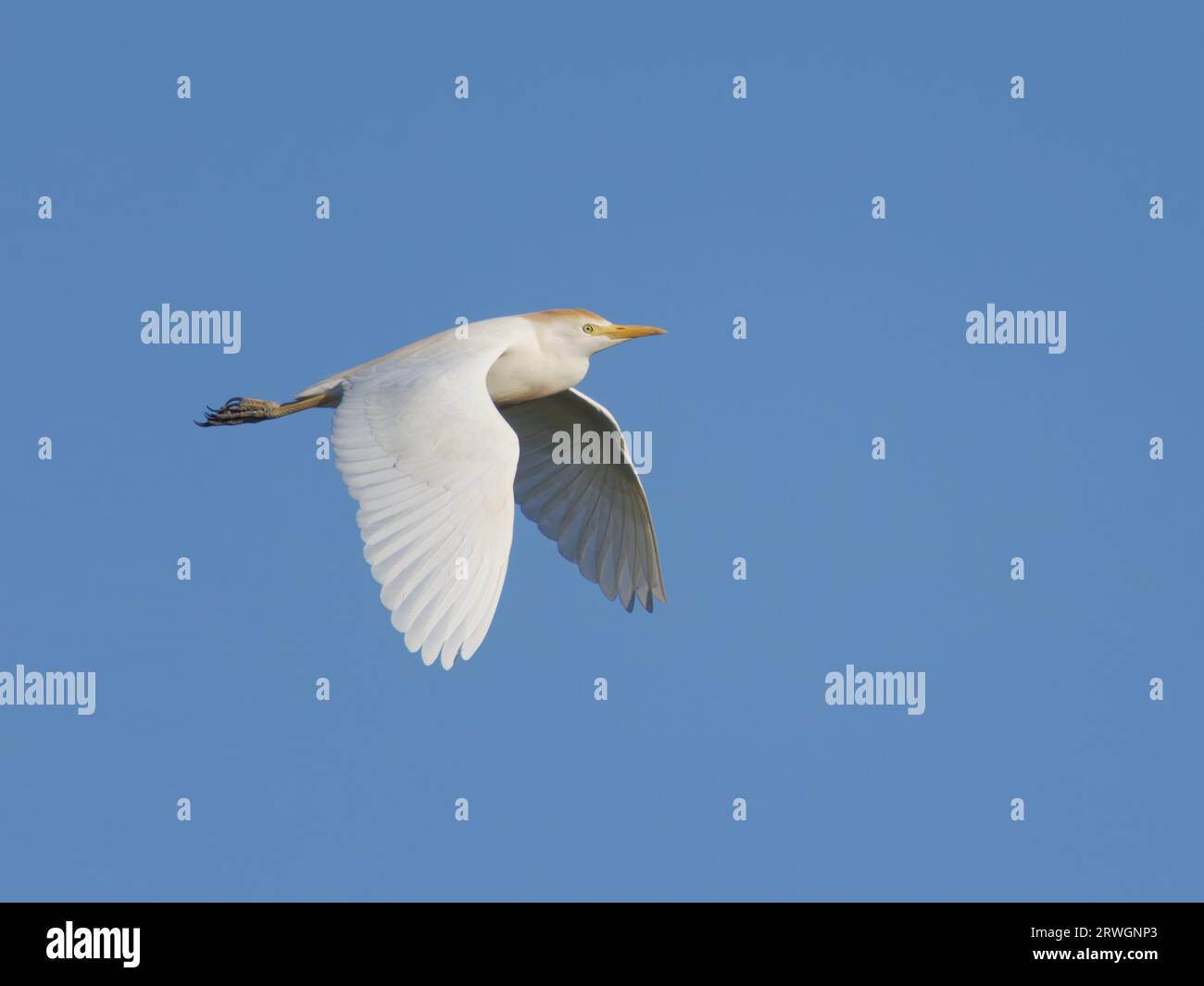 Cattle Egret - in volo Bubulcus ibis Abberton Resevoir, Essex, UK BI036810 Foto Stock