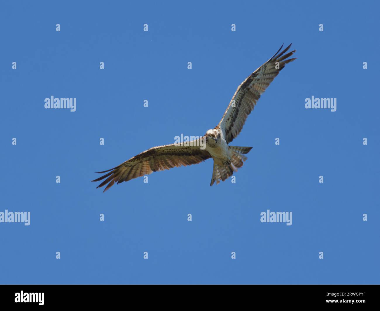 Osprey – in volo Pandion haliaetus Abberton Resevoir, Essex, UK BI036922 Foto Stock