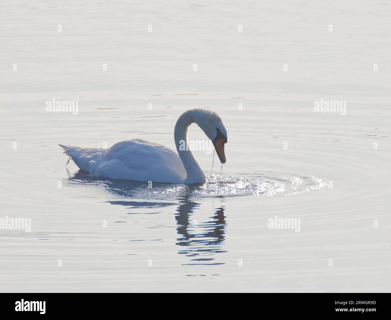 Mute Swan - Cygnus olor Abberton Reservoir retroilluminato, Essex, UK BI036966 Foto Stock