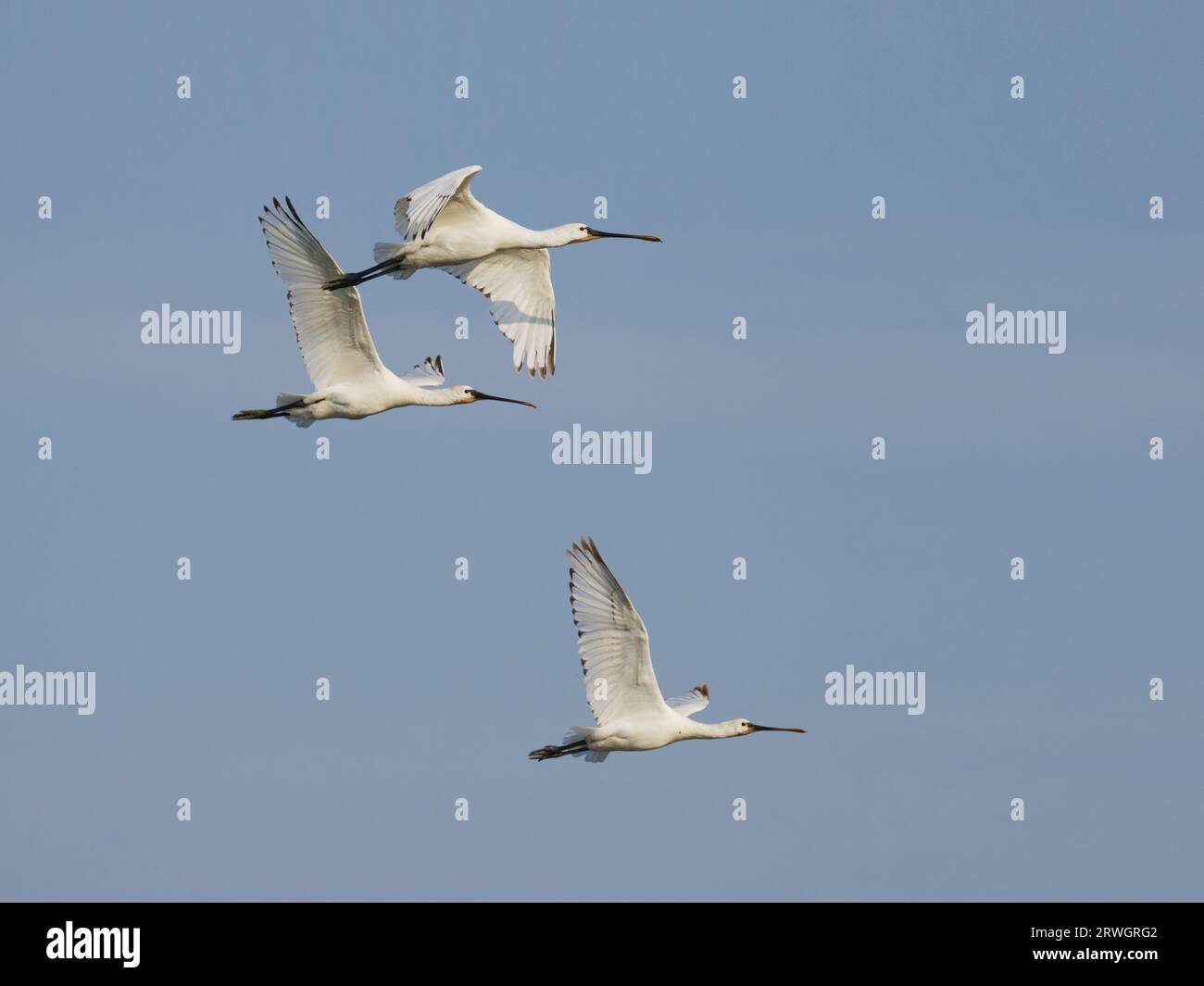 Eurasian Spoonbill – tre uccelli in volo Platalea leucorodia Abberton Reservoir, Essex, UK BI036977 Foto Stock
