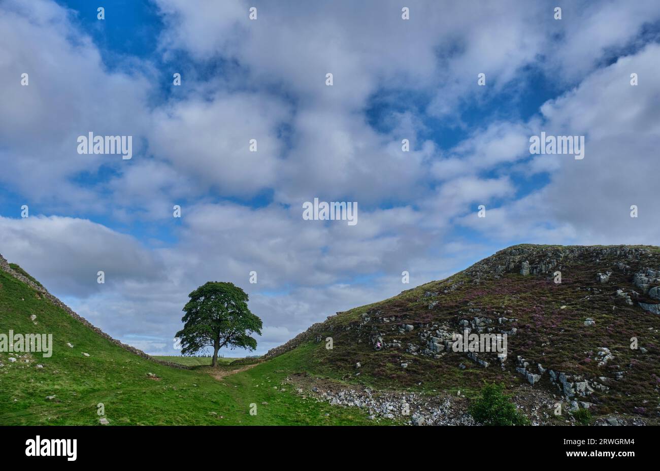 Sycamore Tree in Sycamore Gap sul Vallo di Adriano accanto al Sentiero Nazionale del Vallo di Adriano, vicino a Bardon Mill, Northumberland Foto Stock