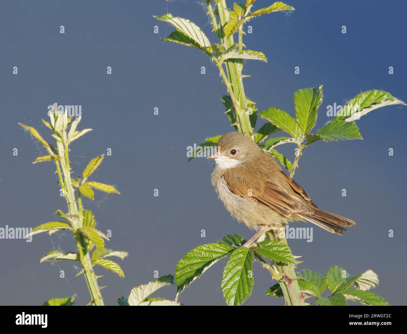 Whitethroat Sylvia communis Abberton Reservoir, Essex, UK BI037015 Foto Stock