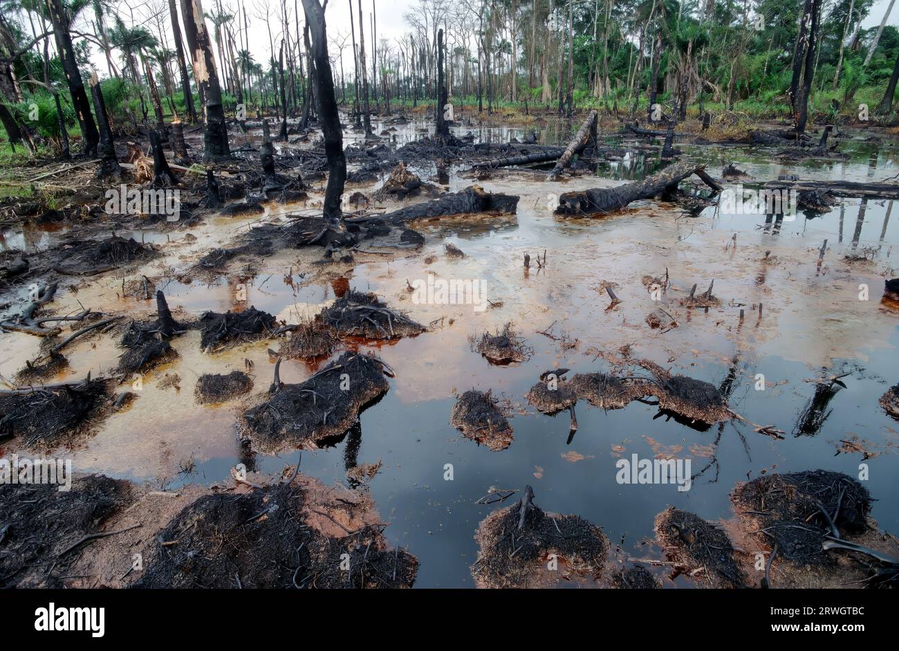 Nigeria, Delta del Niger, Ogoniland. Distruzione ambientale causata dalla fuoriuscita di petrolio greggio nella zona di produzione petrolifera del sud del paese, prevalentemente abitata dalla tribù Ogoni. Foto Stock