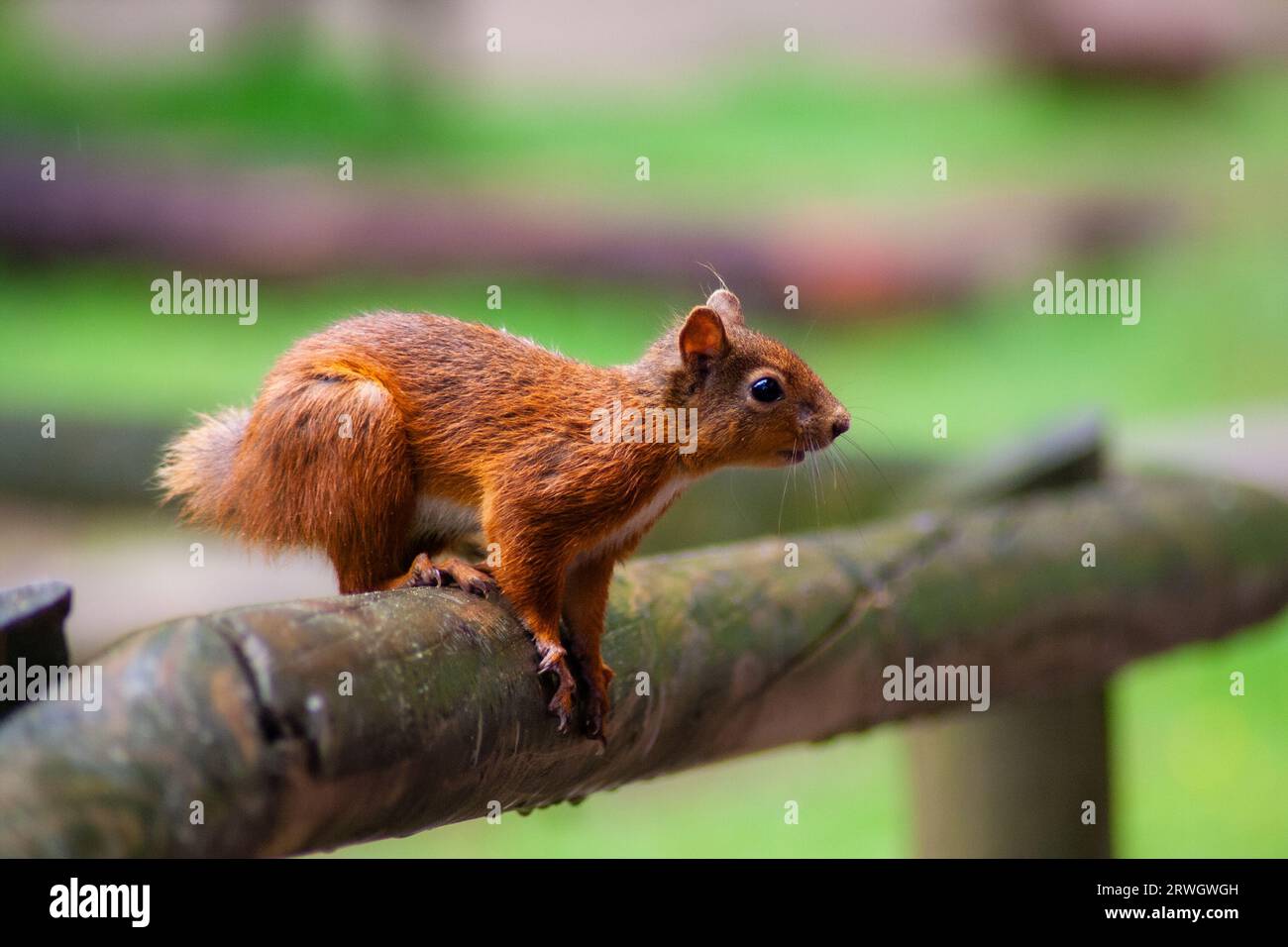 Uno scoiattolo rosso che sta per saltare da una recinzione nella foresta di Whinfell Foto Stock