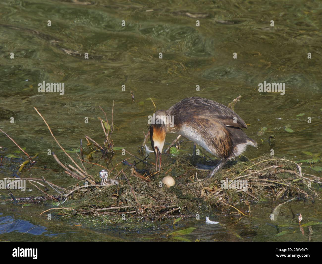 Great Crested Grebe - sul nido con pulcino Podiceps cristatus Essex, UK BI037158 Foto Stock
