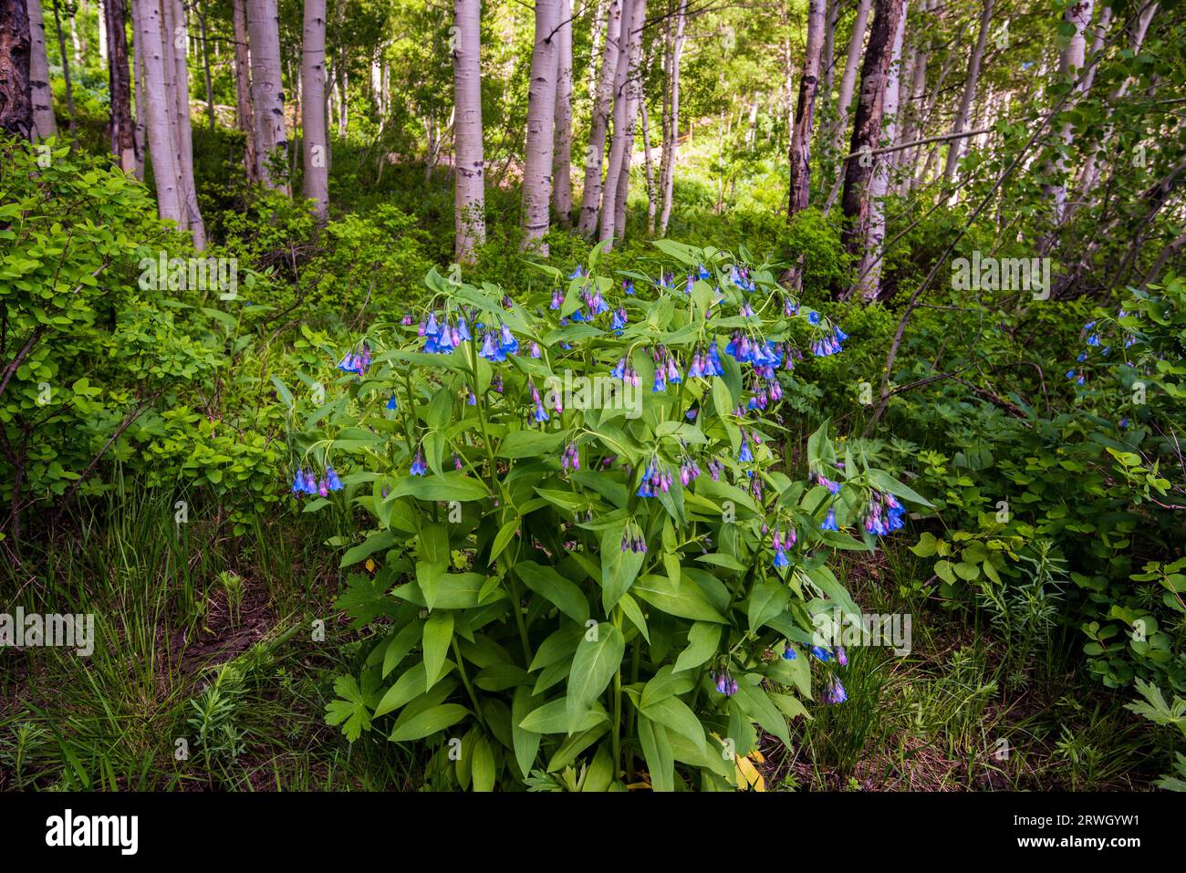 Blue Bells e Forget-me-nots fioriscono all'inizio dell'estate sul pavimento della foresta. Foto Stock
