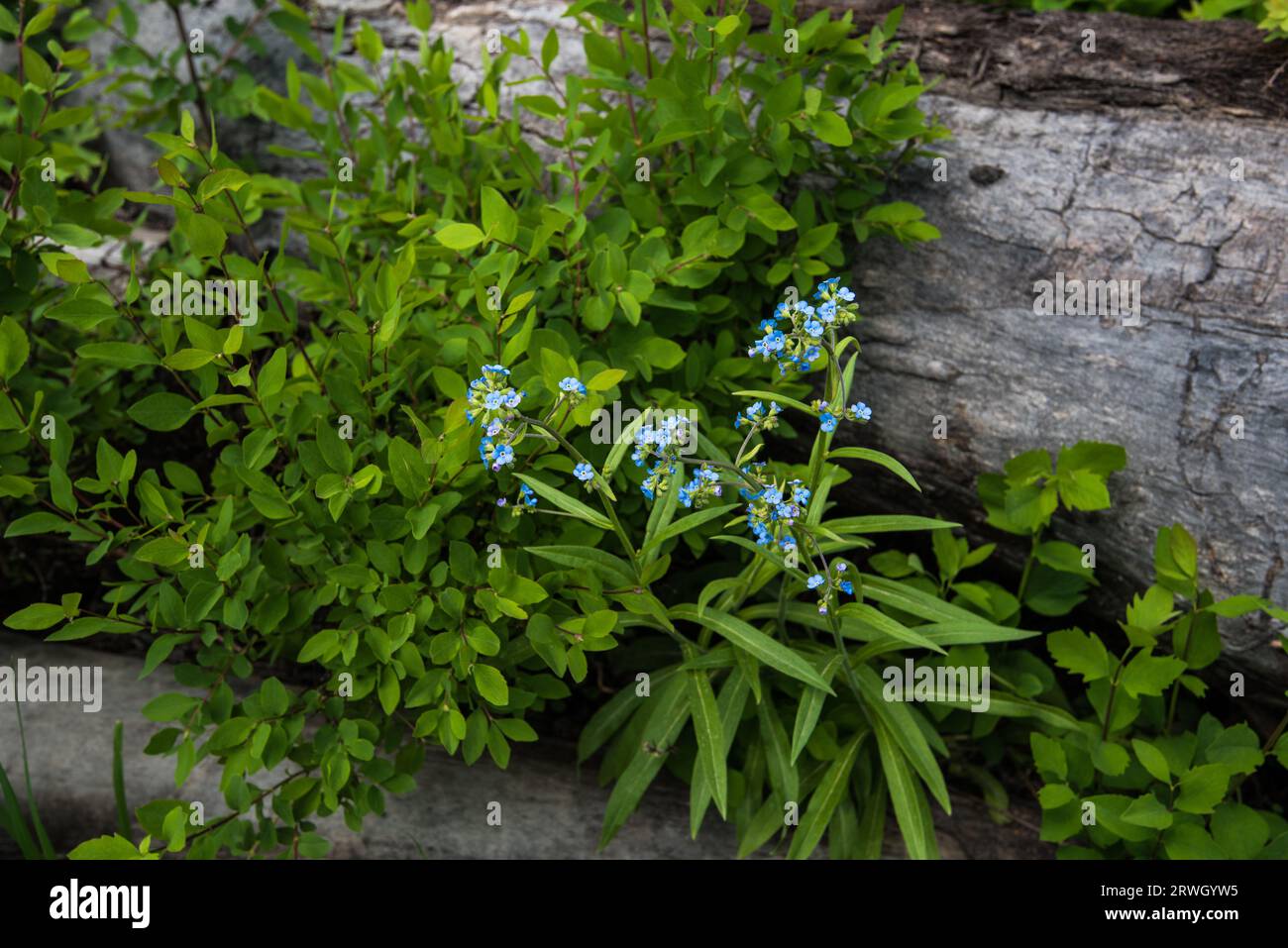Blue Bells e Forget-me-nots fioriscono all'inizio dell'estate sul pavimento della foresta. Foto Stock