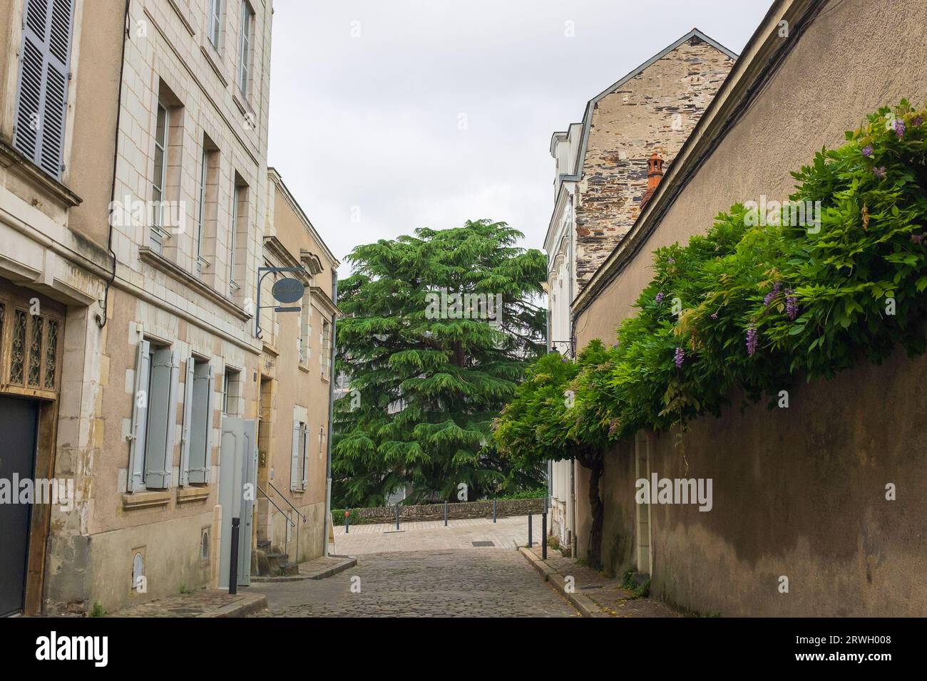 Angers, Francia, 2023. Angers's Wisteria Lane of Kinks, una piccola strada acciottolata che si apre su un maestoso cedro ai piedi del castello medievale Foto Stock