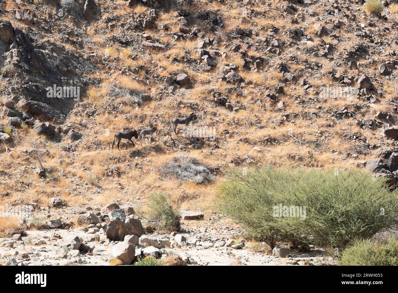 Un gruppo di asini e un bambino piccolo stanno facendo trekking attraverso il terreno montuoso degli Emirati Arabi Uniti, situato nel cuore della penisola arabica. Foto Stock