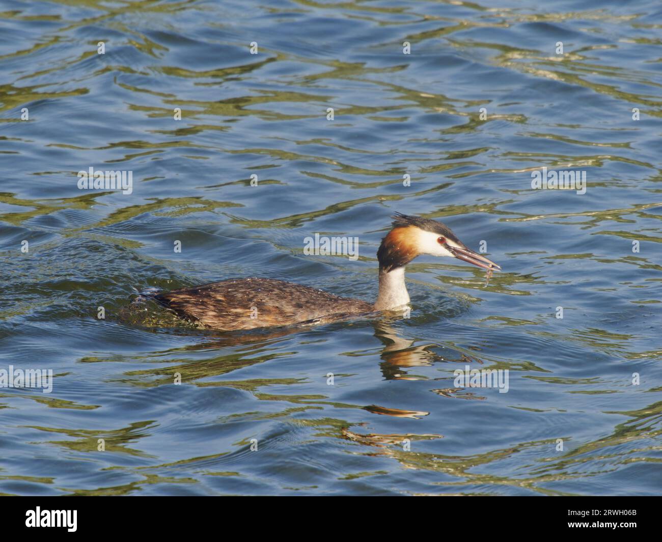 Great Crested Grebe - con pesci Podiceps Cristatus Essex, UK BI037211 Foto Stock