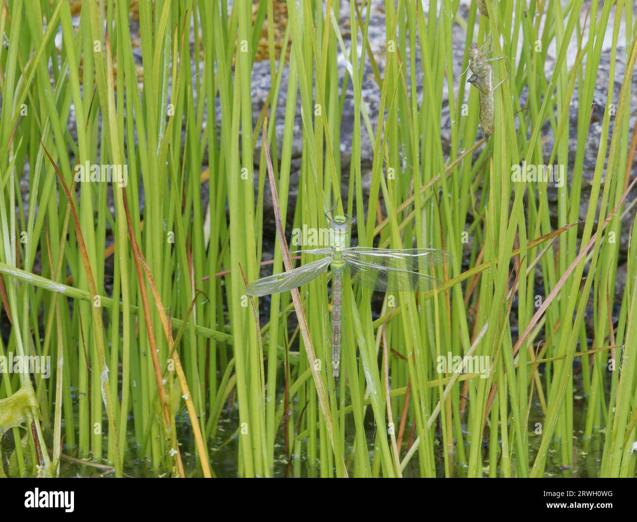 Emperor Dragonfly - appena emerso - un'ala non è riuscita ad aprire Anax imperator Graden, Essex, UK IN004268 Foto Stock