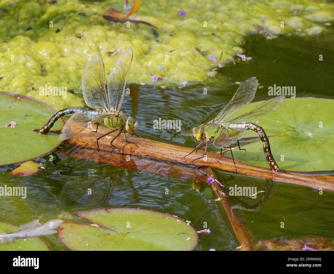Emperor Dragonfly due femmine uova deposte nello stagno Anax imperator Essex, UK IN004352 Foto Stock
