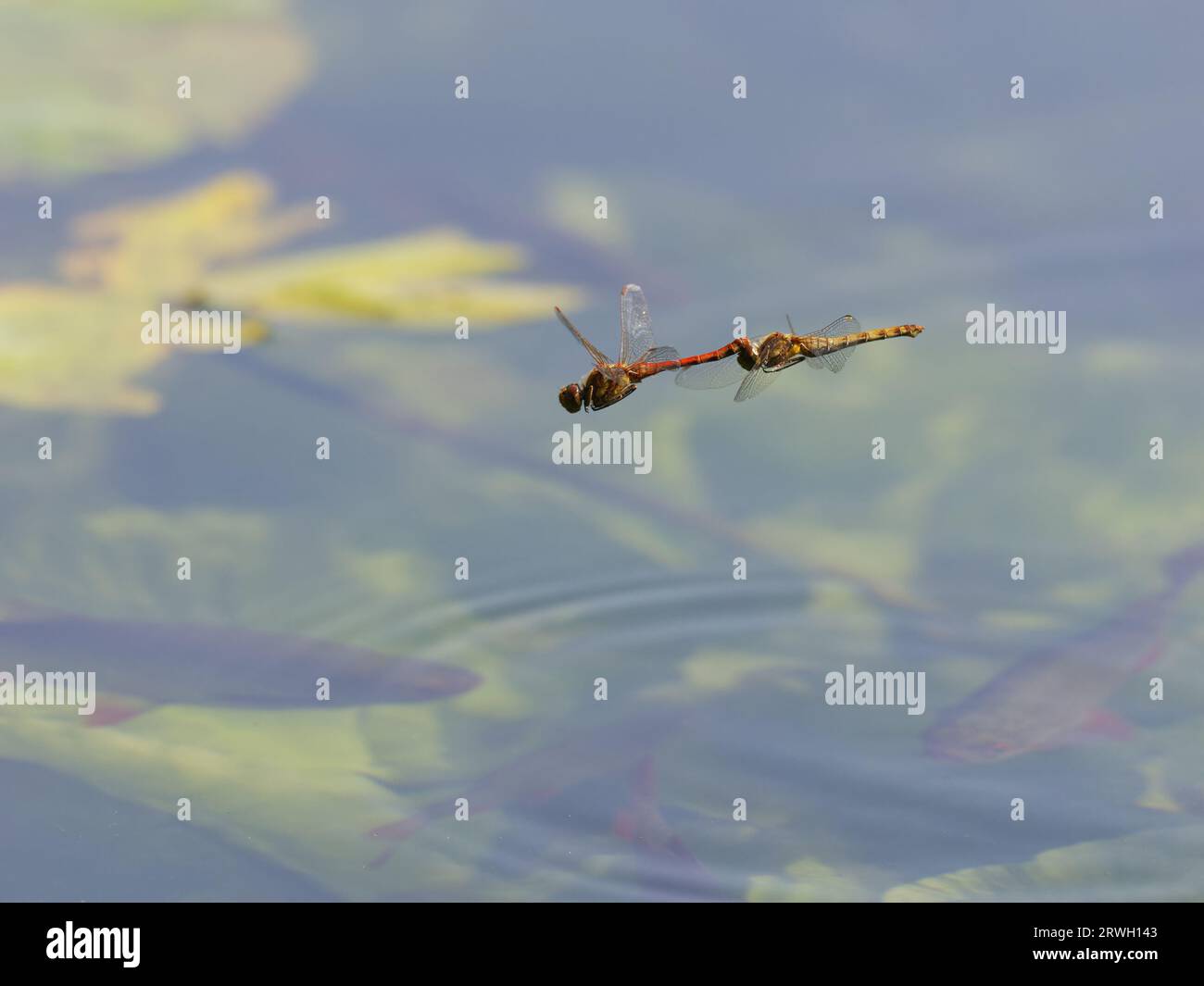 Common Darter Dragonfly – volo in tandem Sympetrum striolatum Essex, UK IN004388 Foto Stock