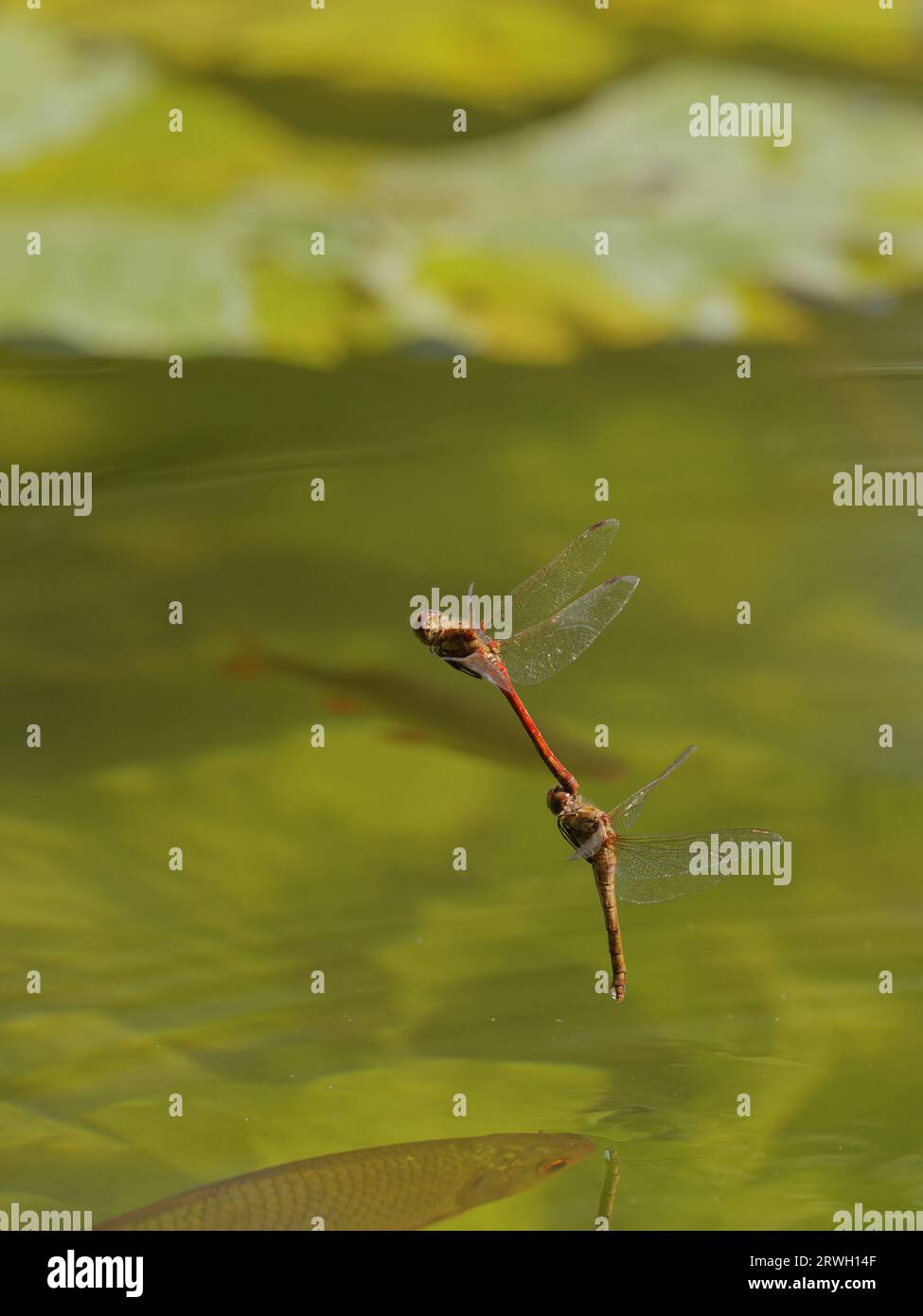 Common Darter Dragonfly – volo in tandem Sympetrum striolatum Essex, UK IN004389 Foto Stock