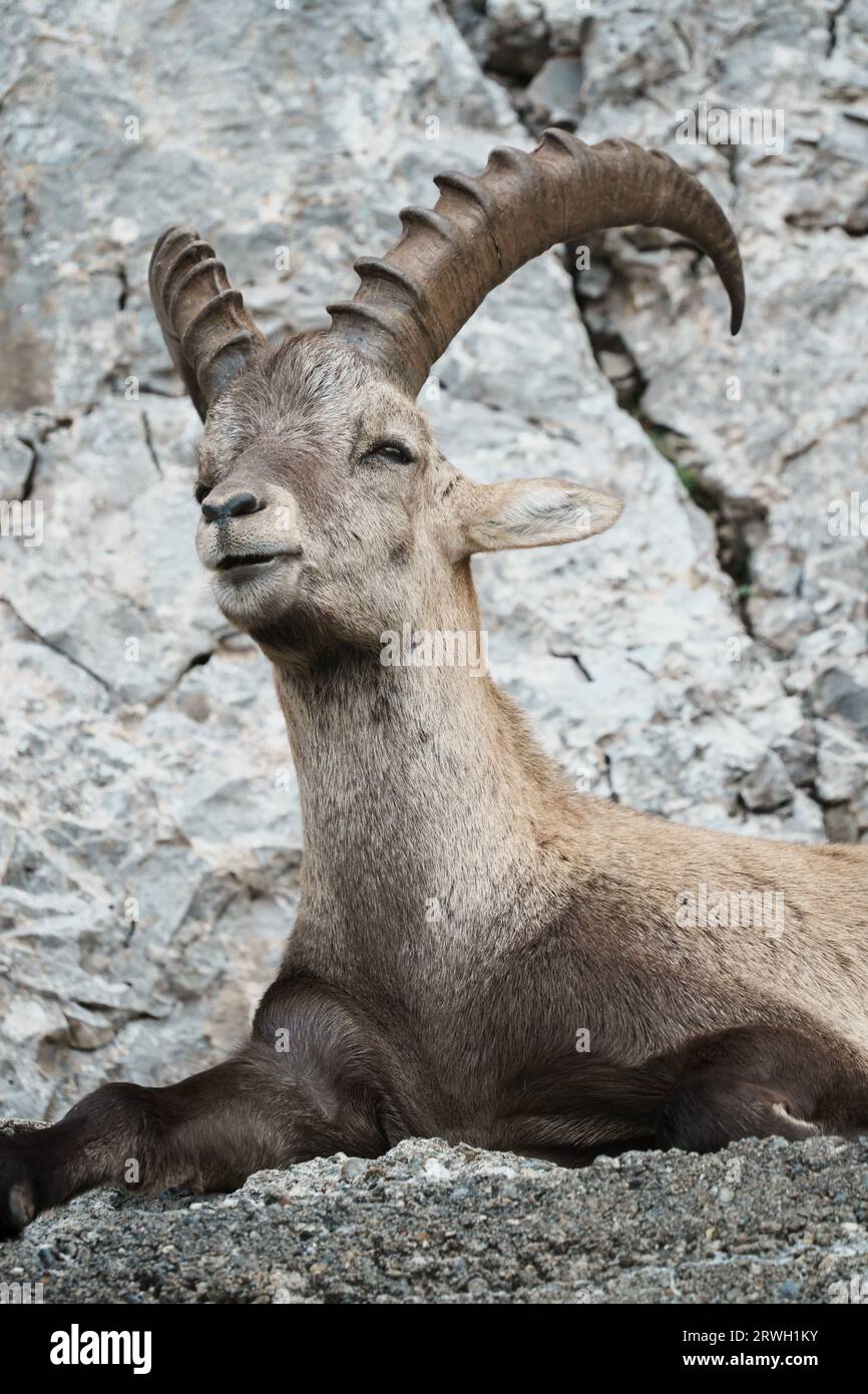 Lo stambecco alpino (Capra stambecco), noto anche come steinbock, bouquetin, o semplicemente stambecco, è una specie di capra selvatica che vive sulle montagne dell'EUR Foto Stock