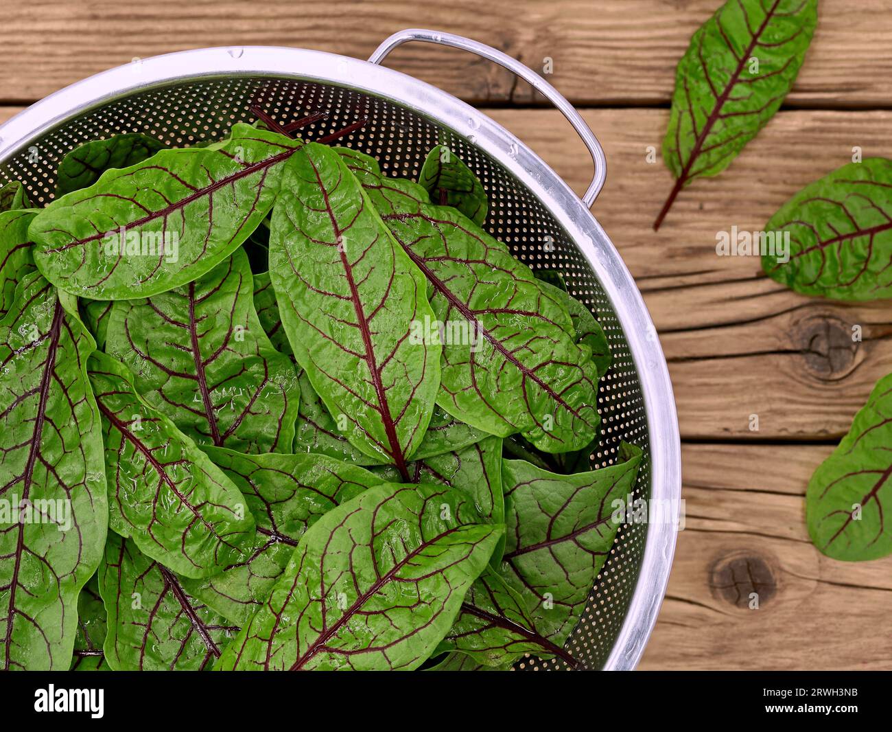 Vista dall'alto di sorrel venato rosso fresco raccolto, Rumex sanguineus o foglie sanguinose del bacino nel setaccio su sfondo rustico di legno Foto Stock
