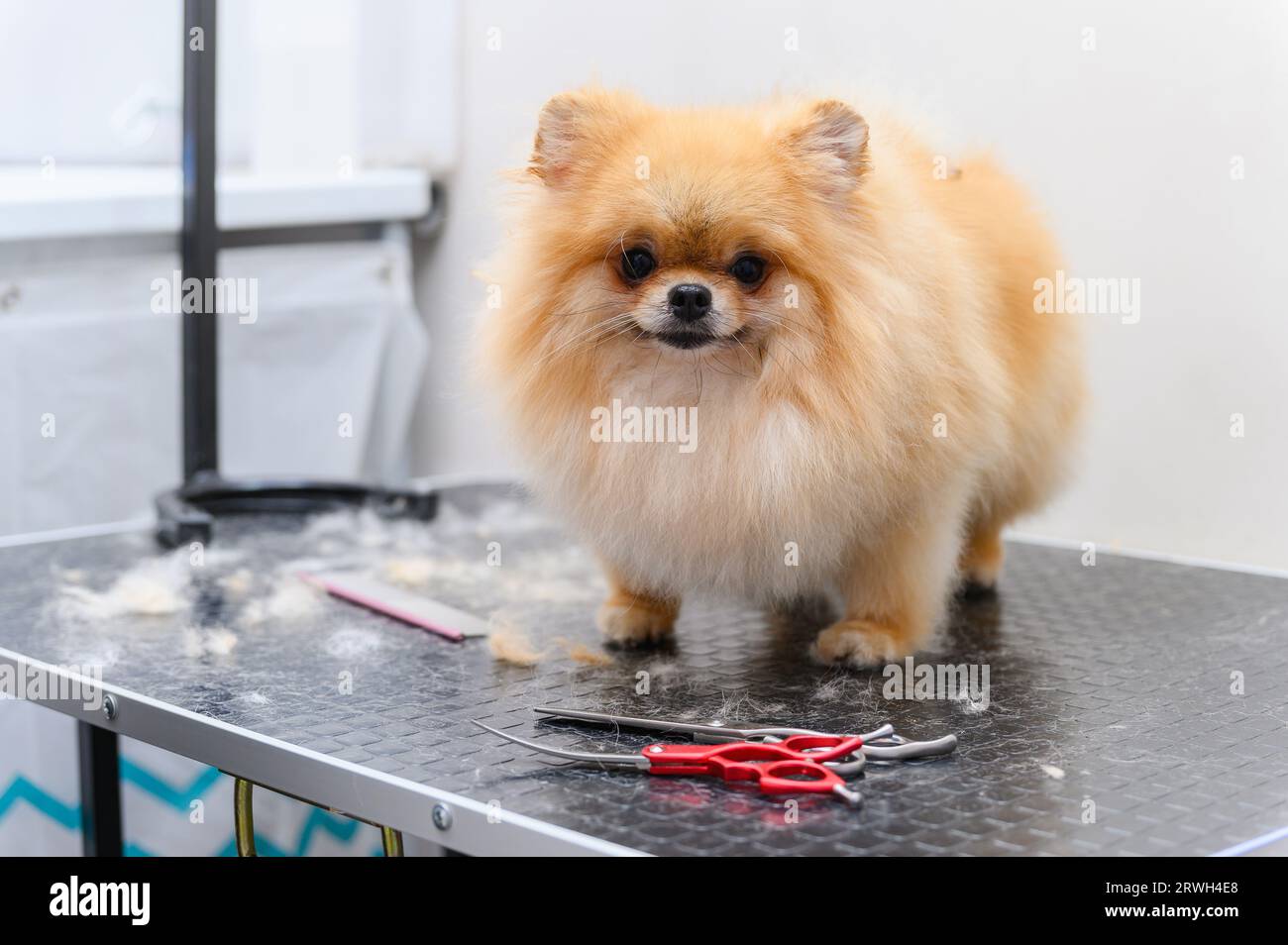 Spitz cane durante un taglio di capelli in un salone per animali domestici. Foto Stock