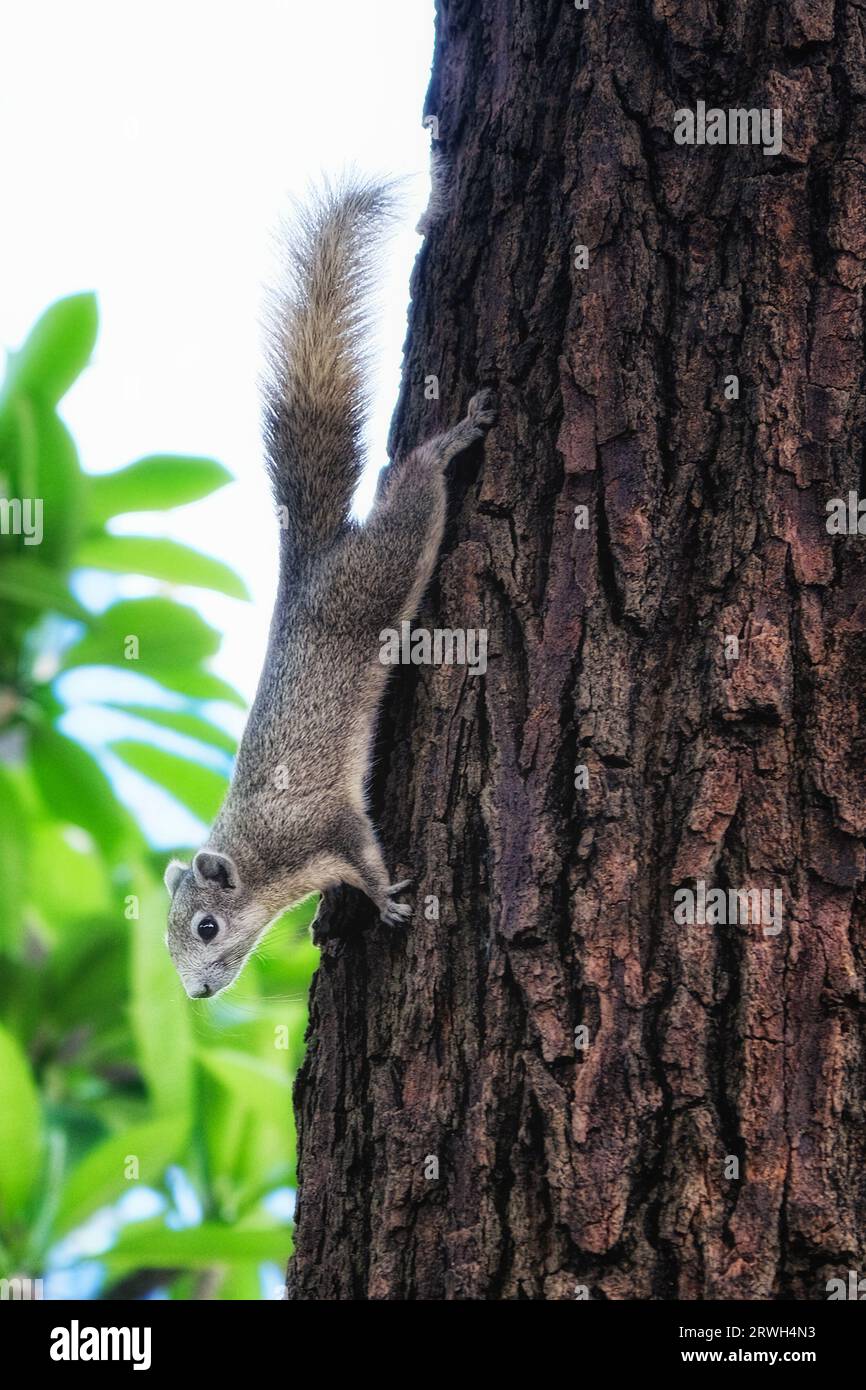 Uno scoiattolo che scende da un tronco di albero. Lo scoiattolo è di colore grigio e ha una coda cespugliosa. Il tronco dell'albero è marrone. Foto Stock