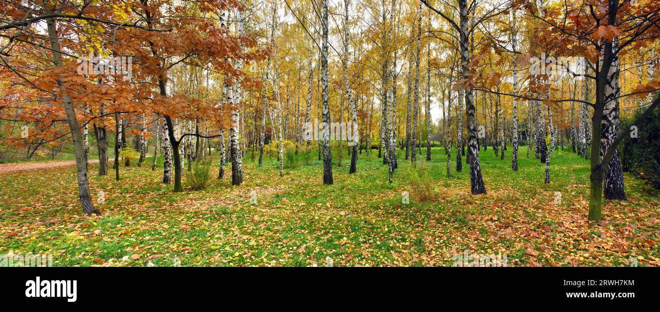 Immagine panoramica del parco autunno nel mese di ottobre Foto Stock