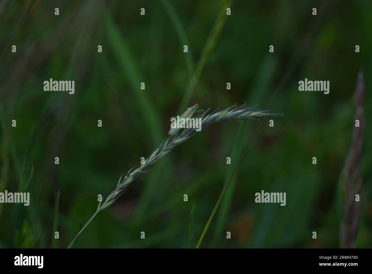 Stenodema laevigata famiglia Miridae genere Stenodema Grass bug natura selvaggia insetti carta da parati, foto, fotografia Foto Stock