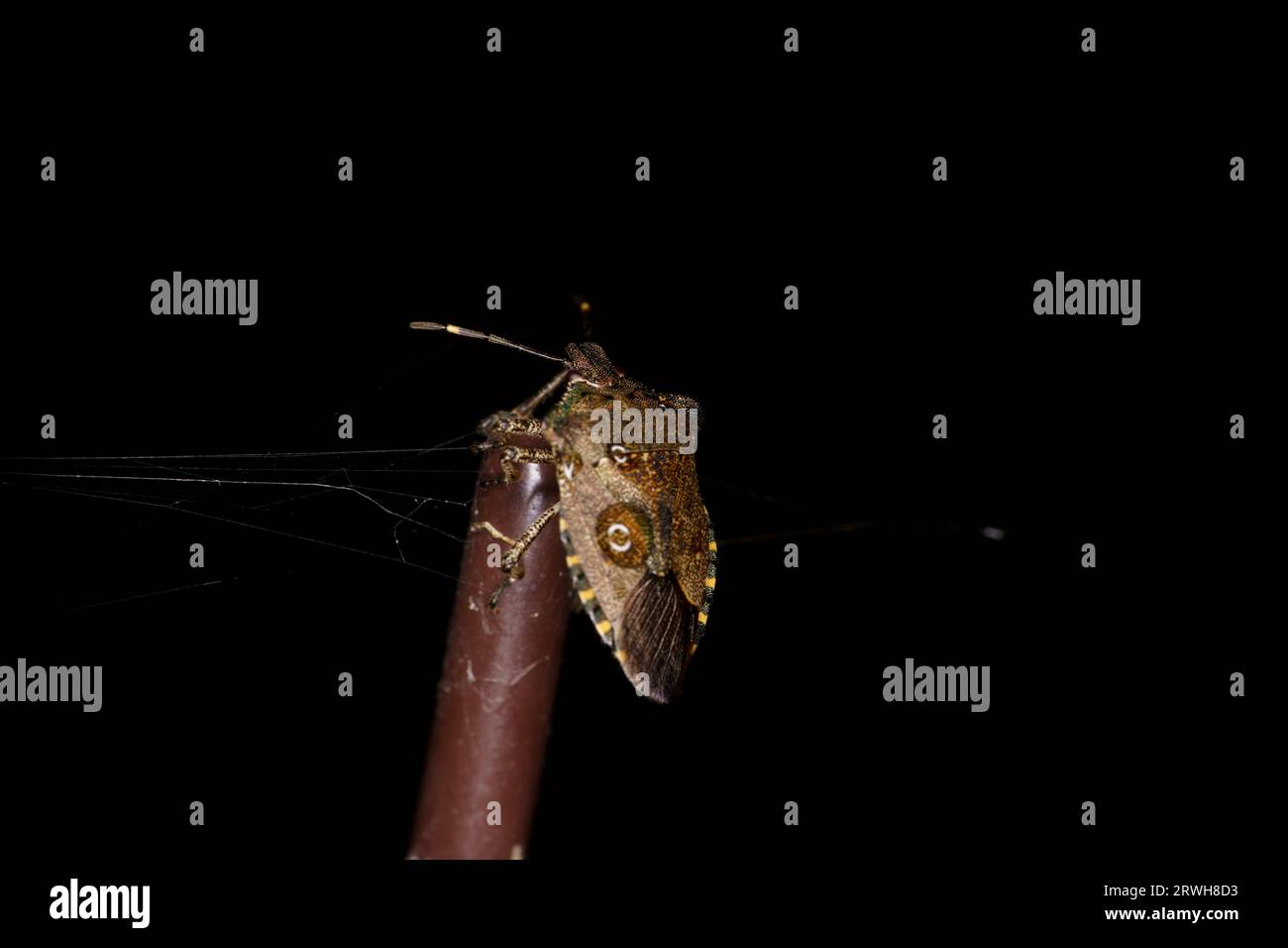 Troilus luridus famiglia Pentatomidae genere Troilus Bronzo scudo insetto natura selvaggia carta da parati insetti, foto, fotografia Foto Stock