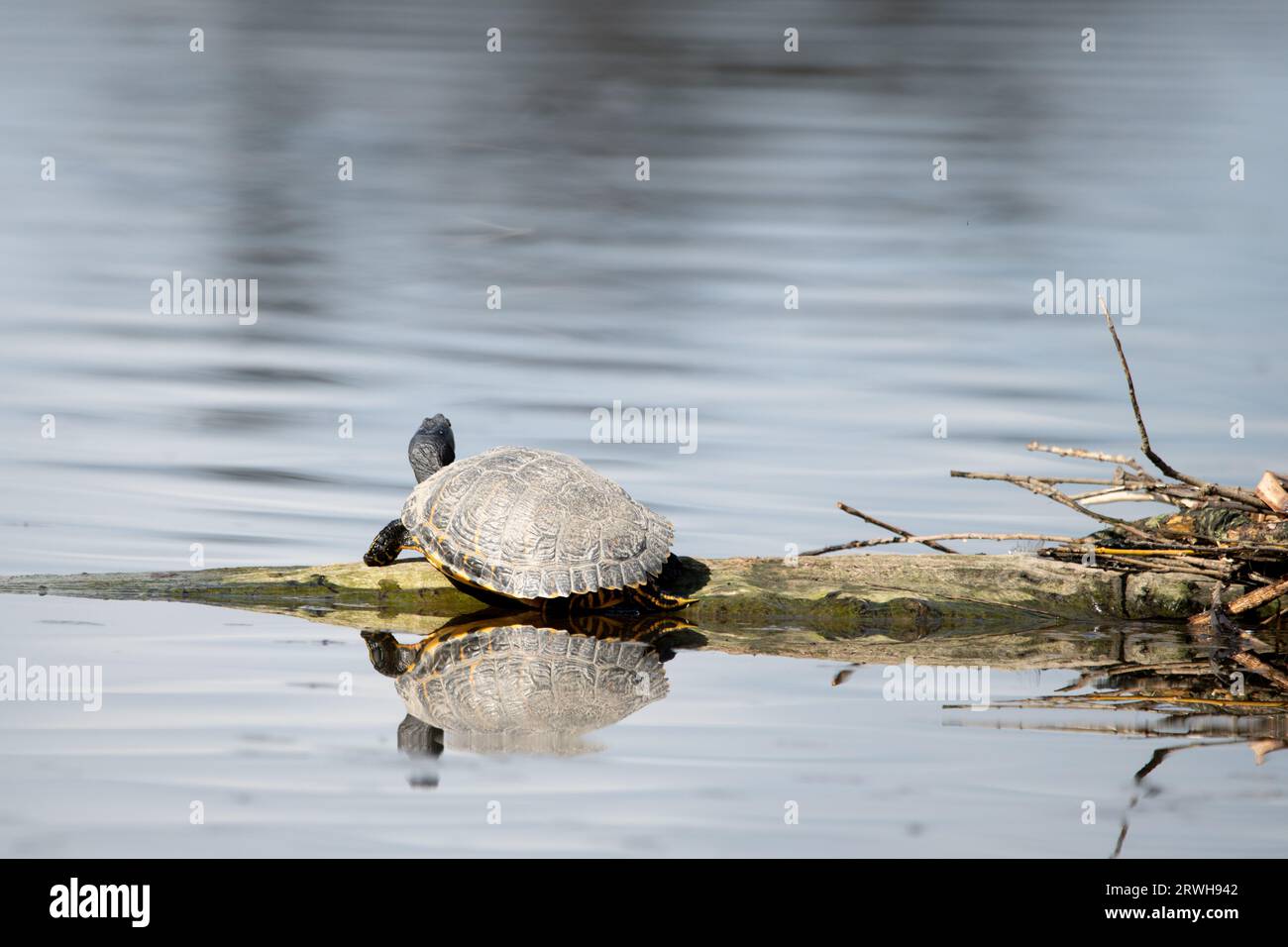 Terrapin a Bushy Park Foto Stock