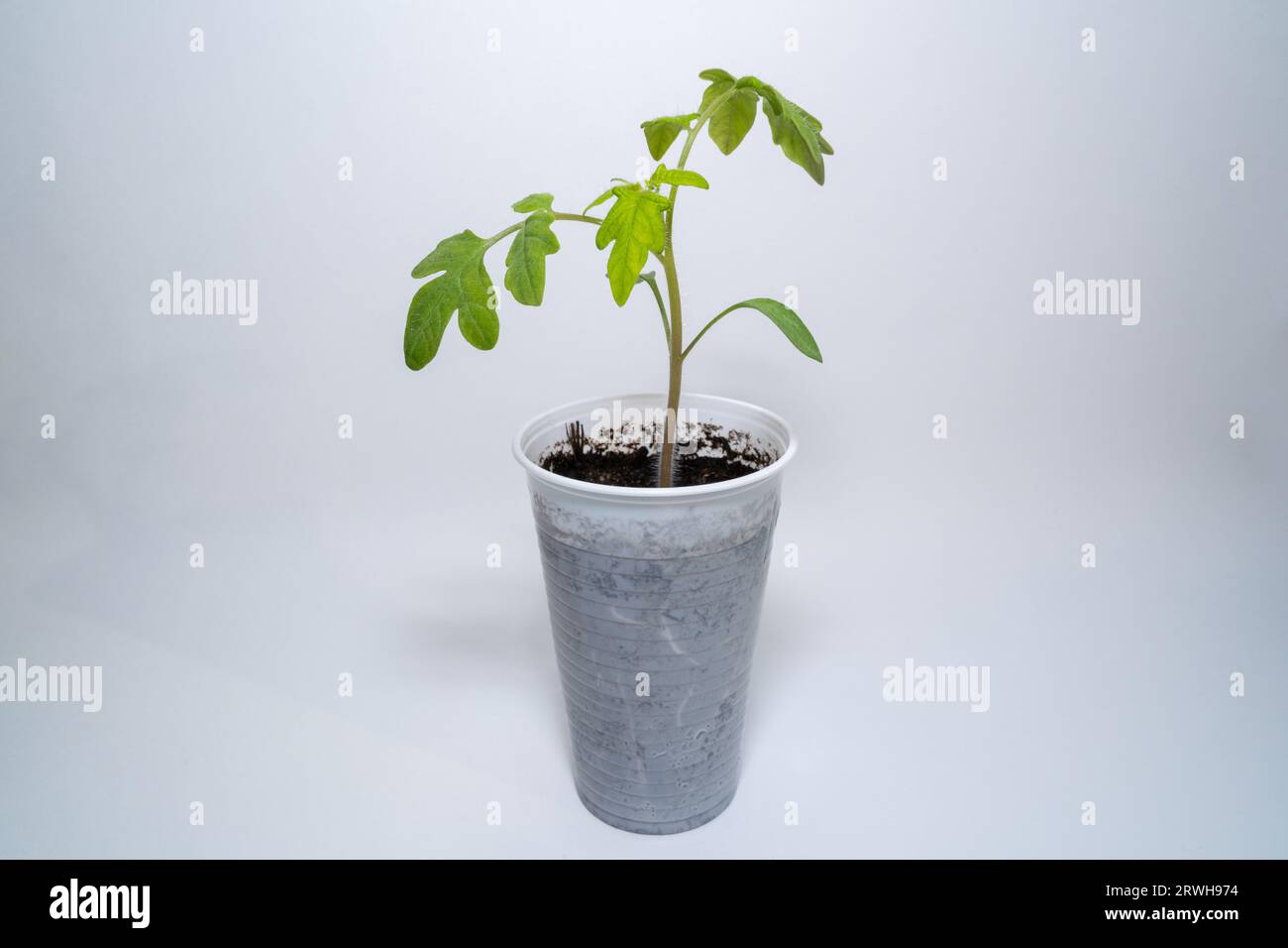 Piccola pianta di pomodoro in una tazza con sfondo bianco Foto Stock