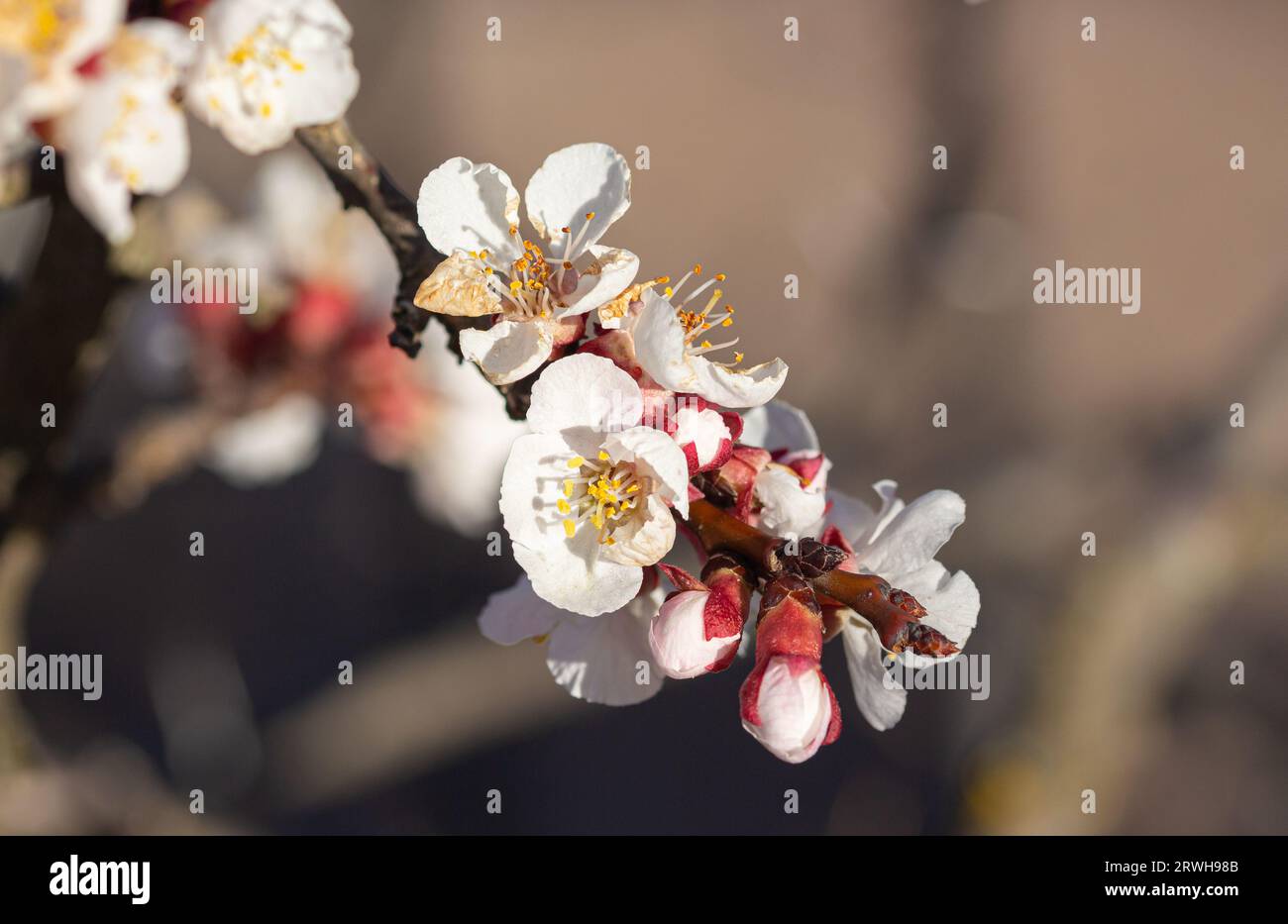 ramo fiorito dell'albicocca (prunus armeniaca) all'inizio della primavera Foto Stock