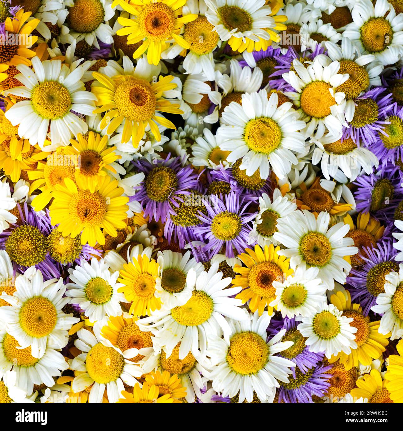 Sfondo multicolore di fiori bianchi, gialli, viola e viola Foto Stock