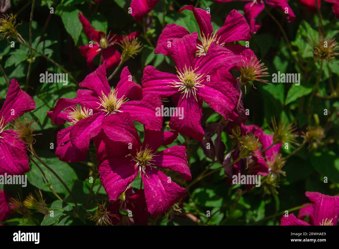 Fiori di Clematis rosa con foglie verdi nel giardino estivo. La bella fioritura viola Clematis Passion fiorisce lo sfondo. Fiore di Clematis con f. Giallo Foto Stock