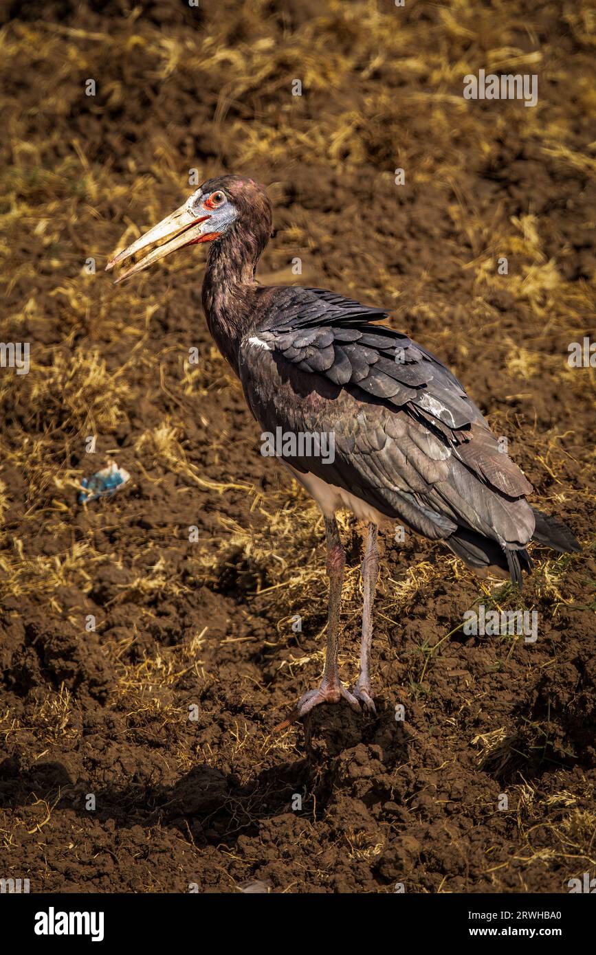 Questa cicogna mangia insetti di grandi dimensioni e occasionalmente topi e organismi acquatici. Foto Stock