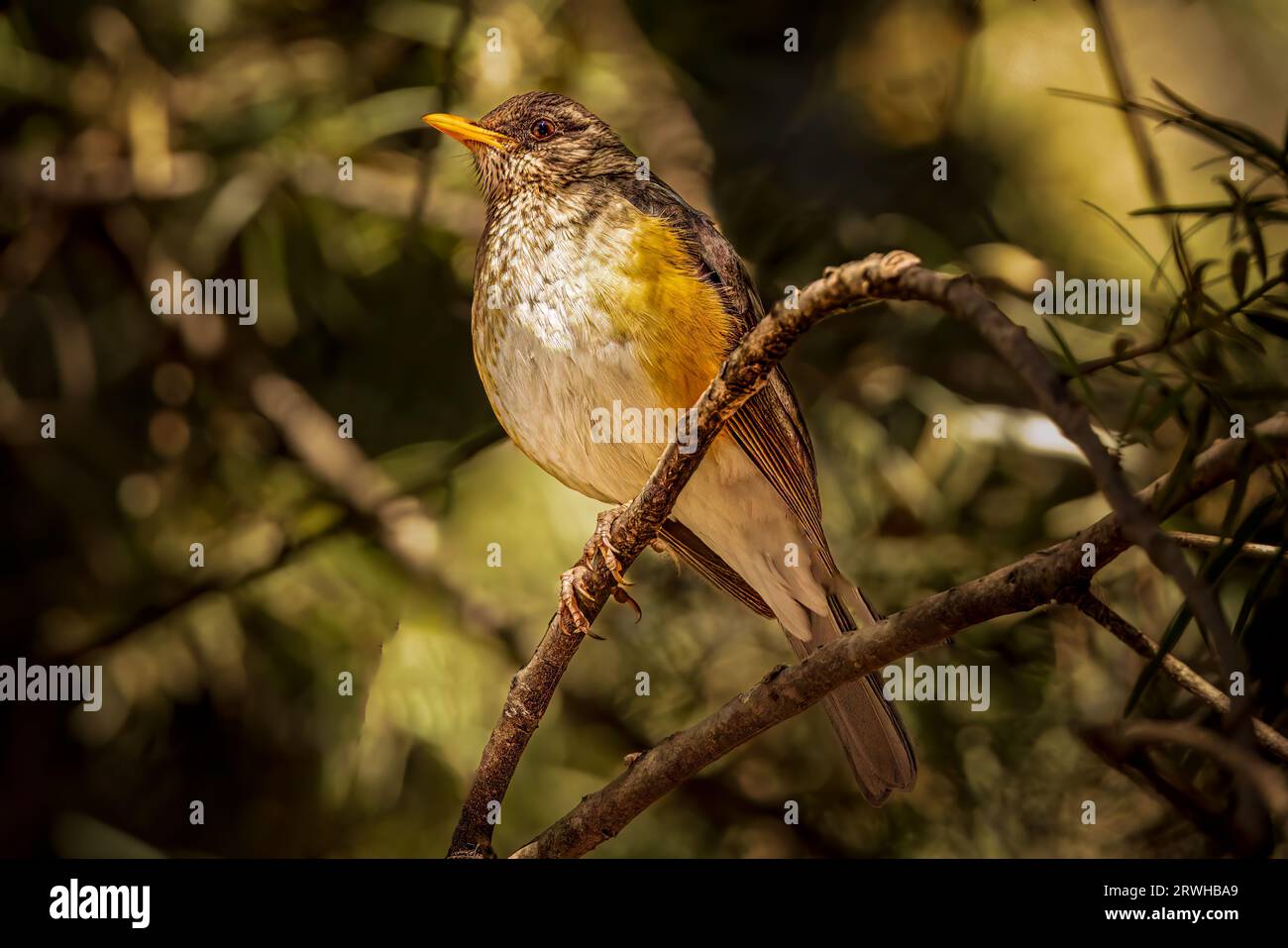 Un giovane mughetto abissino. Foto Stock