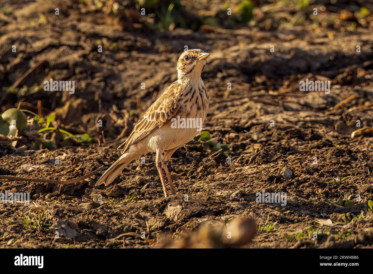 Queste pipette sono spesso viste con una postura verticale tra camminare o correre a terra alla ricerca di invertebrati. Foto Stock