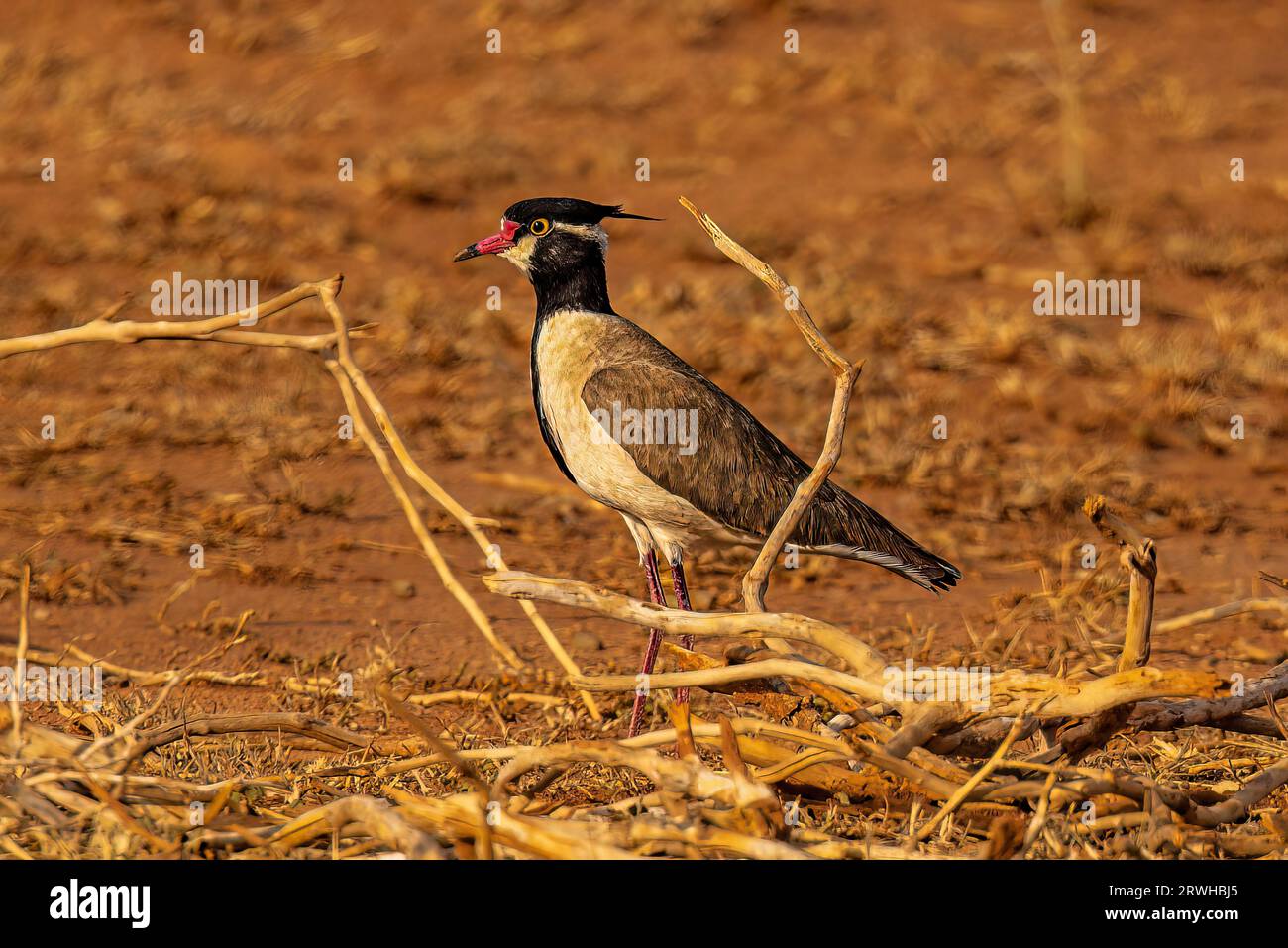 Questi lapwing si nutrono principalmente di insetti. Foto Stock