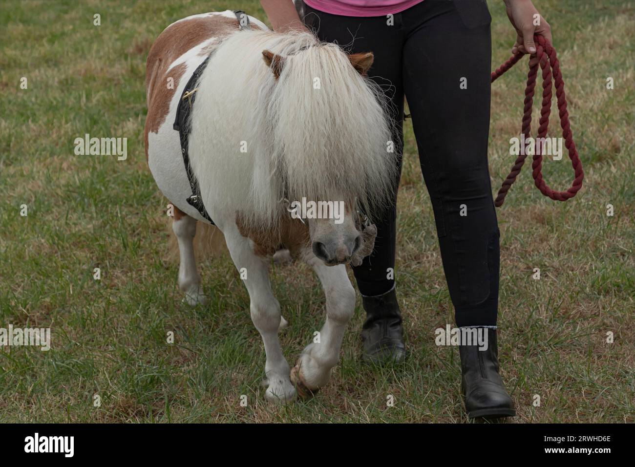 Un piccolo pony marrone e bianco delle shetland è stato camminato con una corda Foto Stock