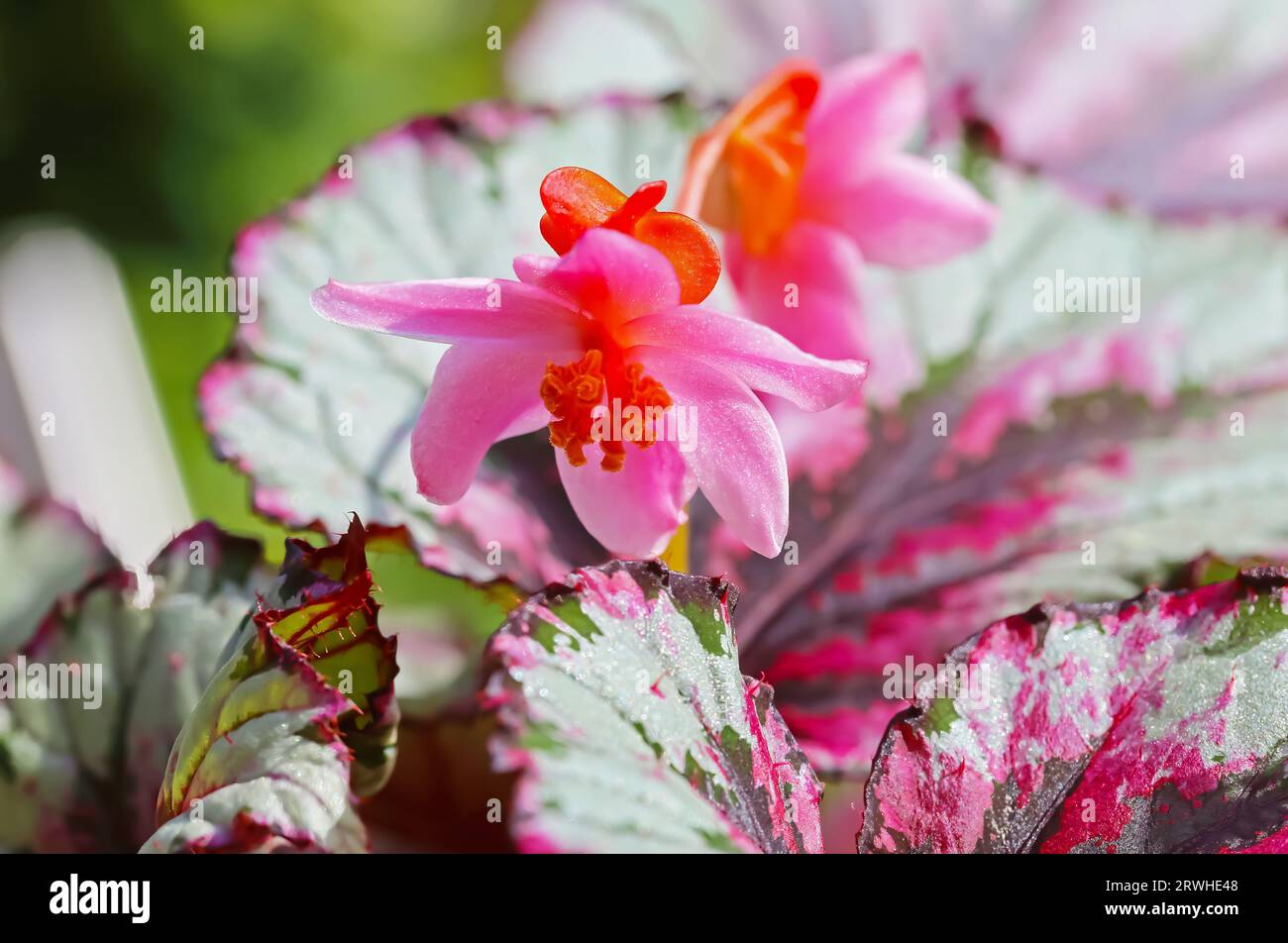 Primo piano del cultivar Begonia rex, fiore isolato, foglie bianche verdi viola, fiori rosa in estate Foto Stock
