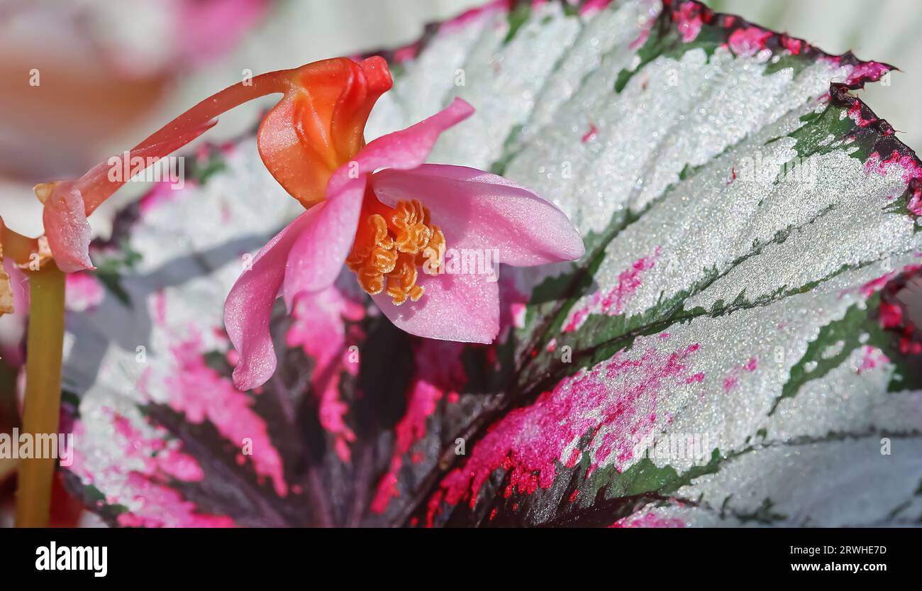 Primo piano del cultivar Begonia rex, fiore isolato, foglie bianche verdi viola, fiori rosa in estate Foto Stock