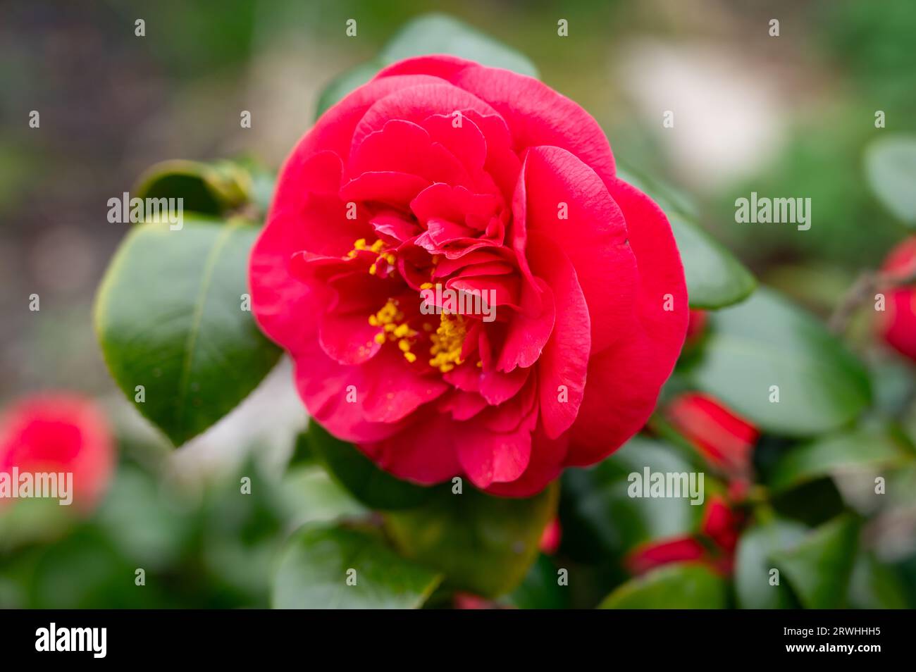 Grandi fiori di Camellia arbusto o albero, fioritura delle piante, close up Foto Stock