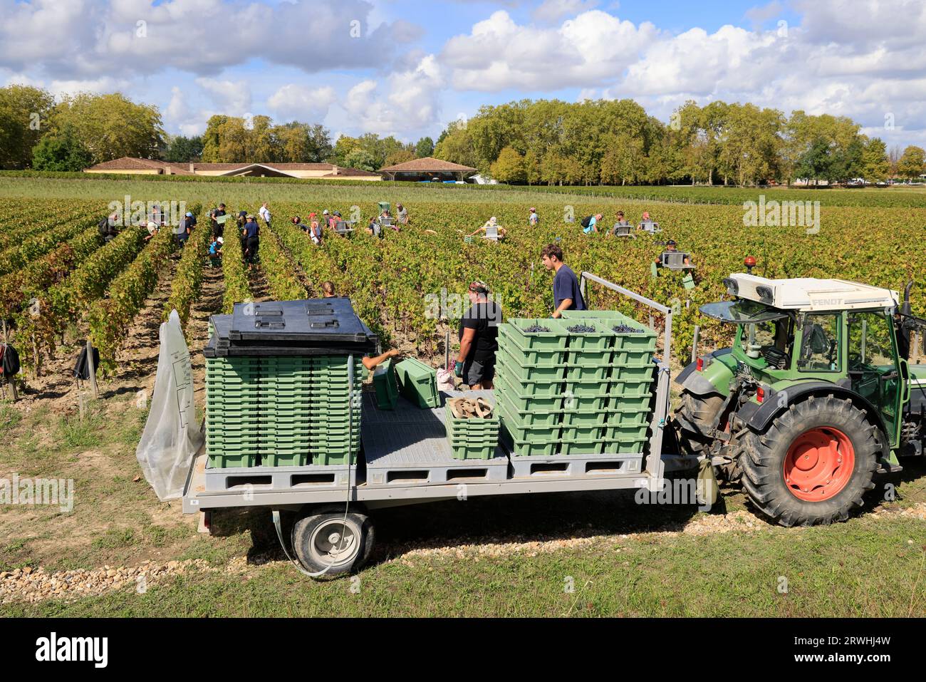 Margaux, Médoc, Francia. 19 settembre 2023. Inizio della vendemmia nel vigneto del famosissimo Château Margaux “Premier Grand cru classificato” nel Médoc. Produzione di vino rosso. Il vigneto di Margaux è il più famoso al mondo. Vigneti e vigneti di Bordeaux. Margaux, Médoc, Gironde, Francia, Europa. Foto di Hugo Martin / Alamy Live News. Foto Stock