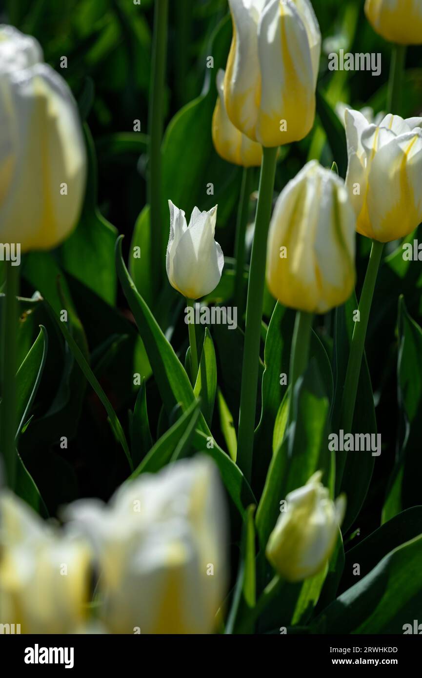 Tiny Yellow e White Tulip tra i fiori più grandi - primavera Foto Stock