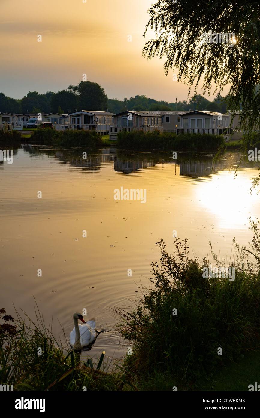 Cigni di prima mattina su un lago nelle Cotswolds Foto Stock