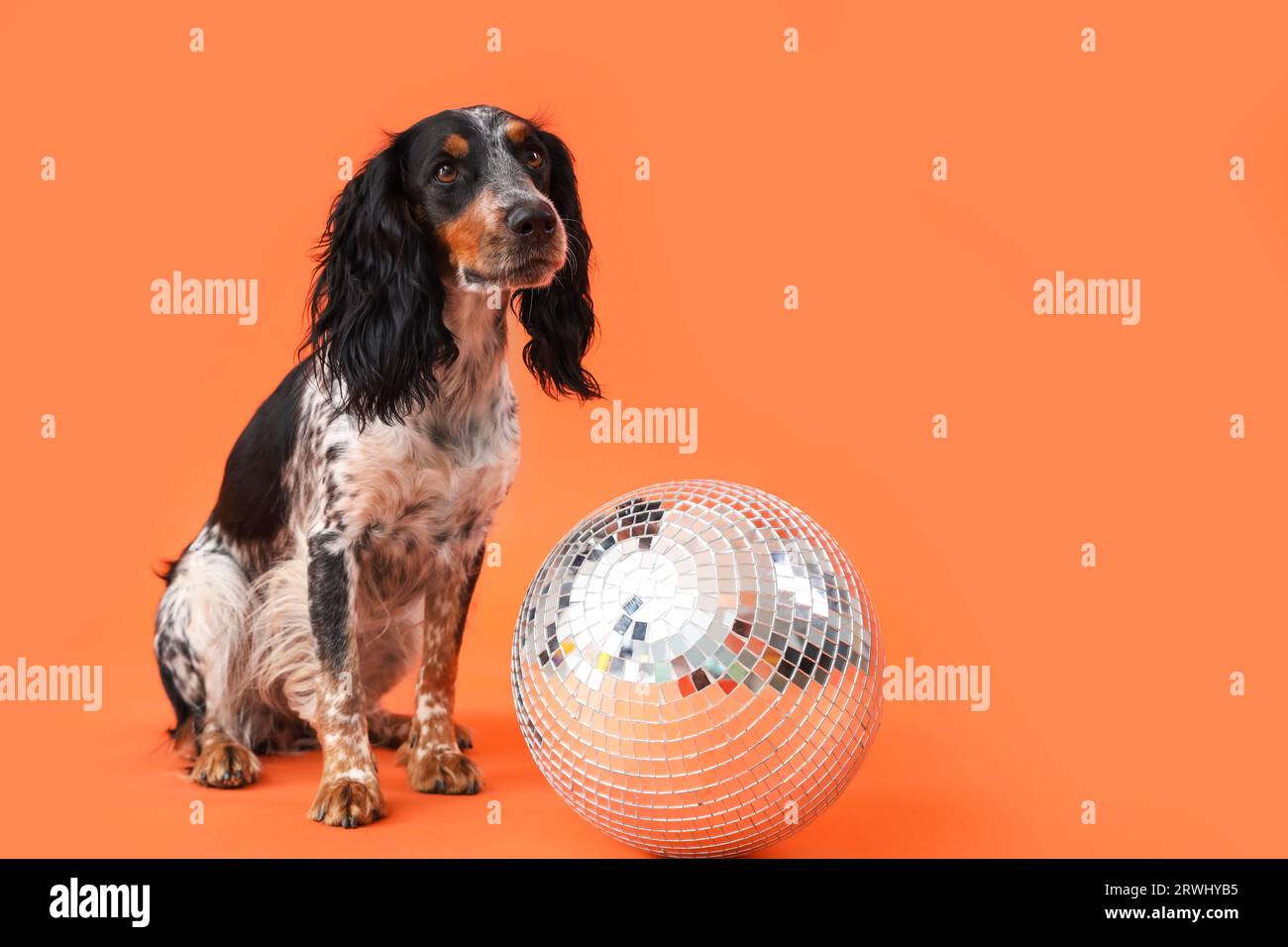 Grazioso cocker spaniel con palla da discoteca su sfondo arancione Foto Stock