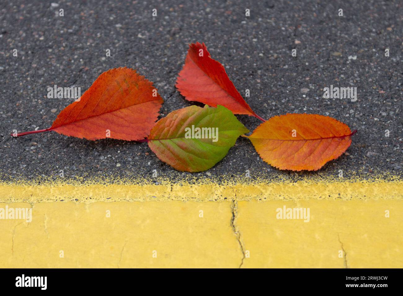 Quattro foglie autunnali di colore verde, giallo, arancione e rosso sull'asfalto accanto a una striscia gialla brillante di segnaletica stradale Foto Stock
