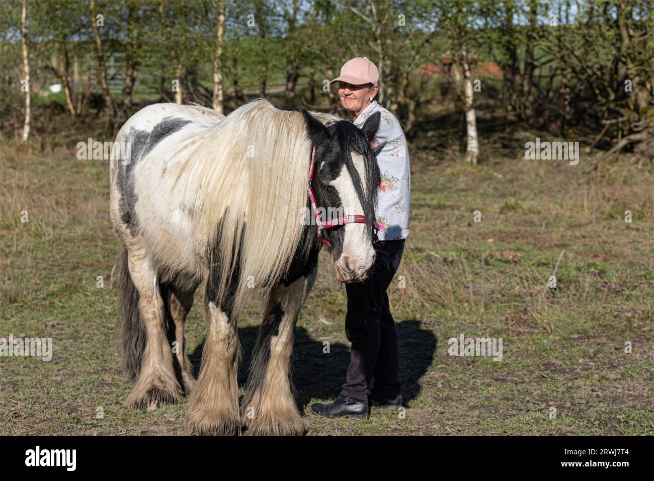 Falkirk, Scozia, Regno Unito - 11 maggio 2023 - donna più anziana con un cavallo bianco e nero irlandese con una bellissima criniera bianca Foto Stock