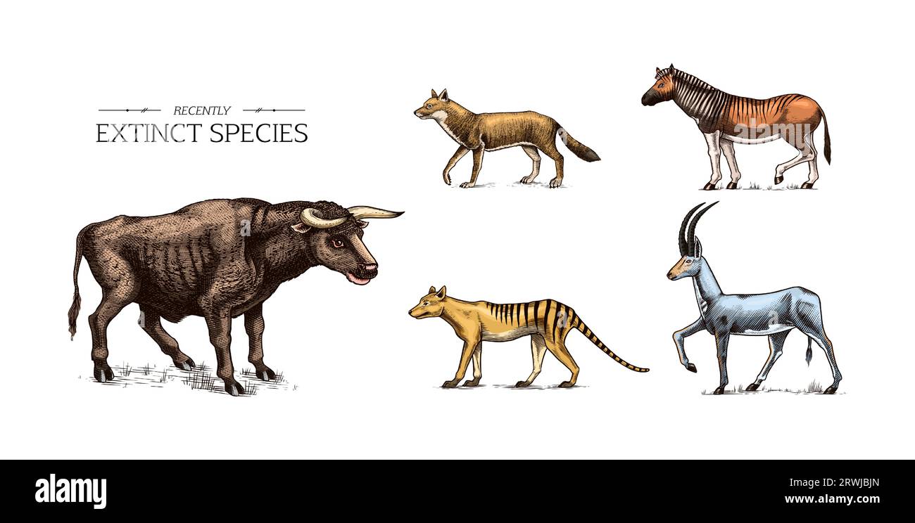 Specie *. Animali e uccelli selvatici di mammiferi. Lupo della Tasmania, Quagga. Aurochs. Antilope blu. Mucca di mare di Steller. Disegno con incisione vettoriale disegnata a mano Illustrazione Vettoriale