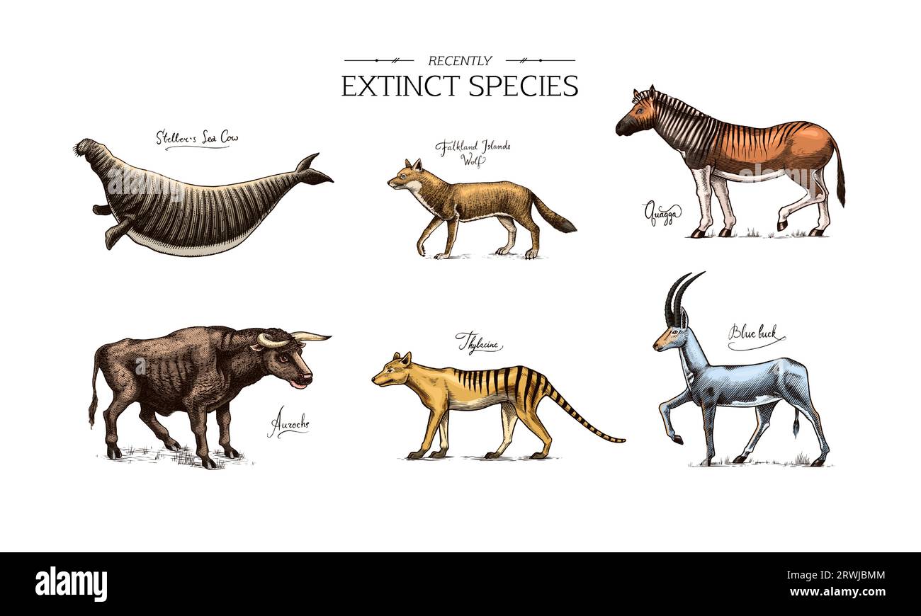 Specie *. Animali e uccelli selvatici di mammiferi. Lupo della Tasmania, Quagga. Aurochs. Antilope blu. Mucca di mare di Steller. Disegno con incisione vettoriale disegnata a mano Illustrazione Vettoriale
