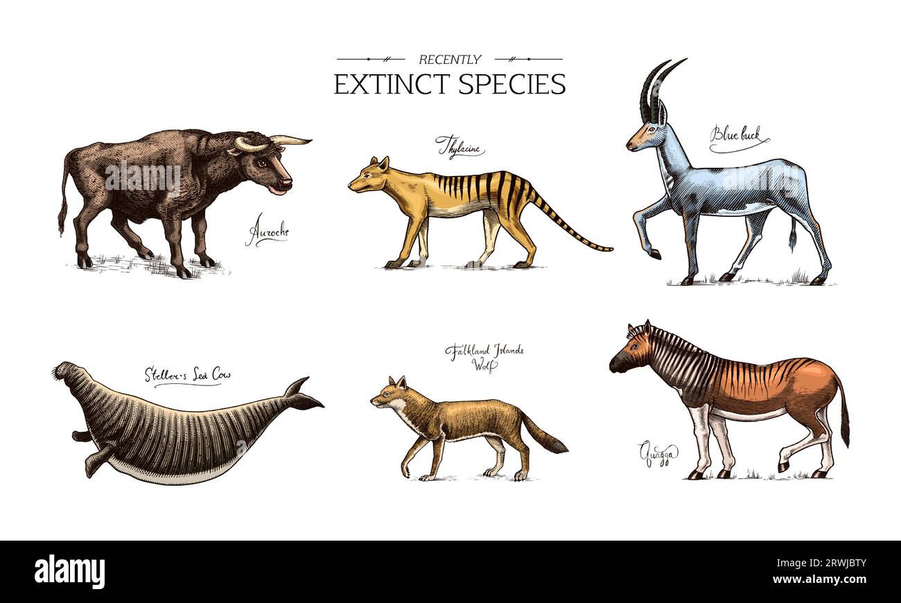 Specie *. Animali e uccelli selvatici di mammiferi. Lupo della Tasmania, Quagga. Aurochs. Antilope blu. Mucca di mare di Steller. Disegno con incisione vettoriale disegnata a mano Illustrazione Vettoriale