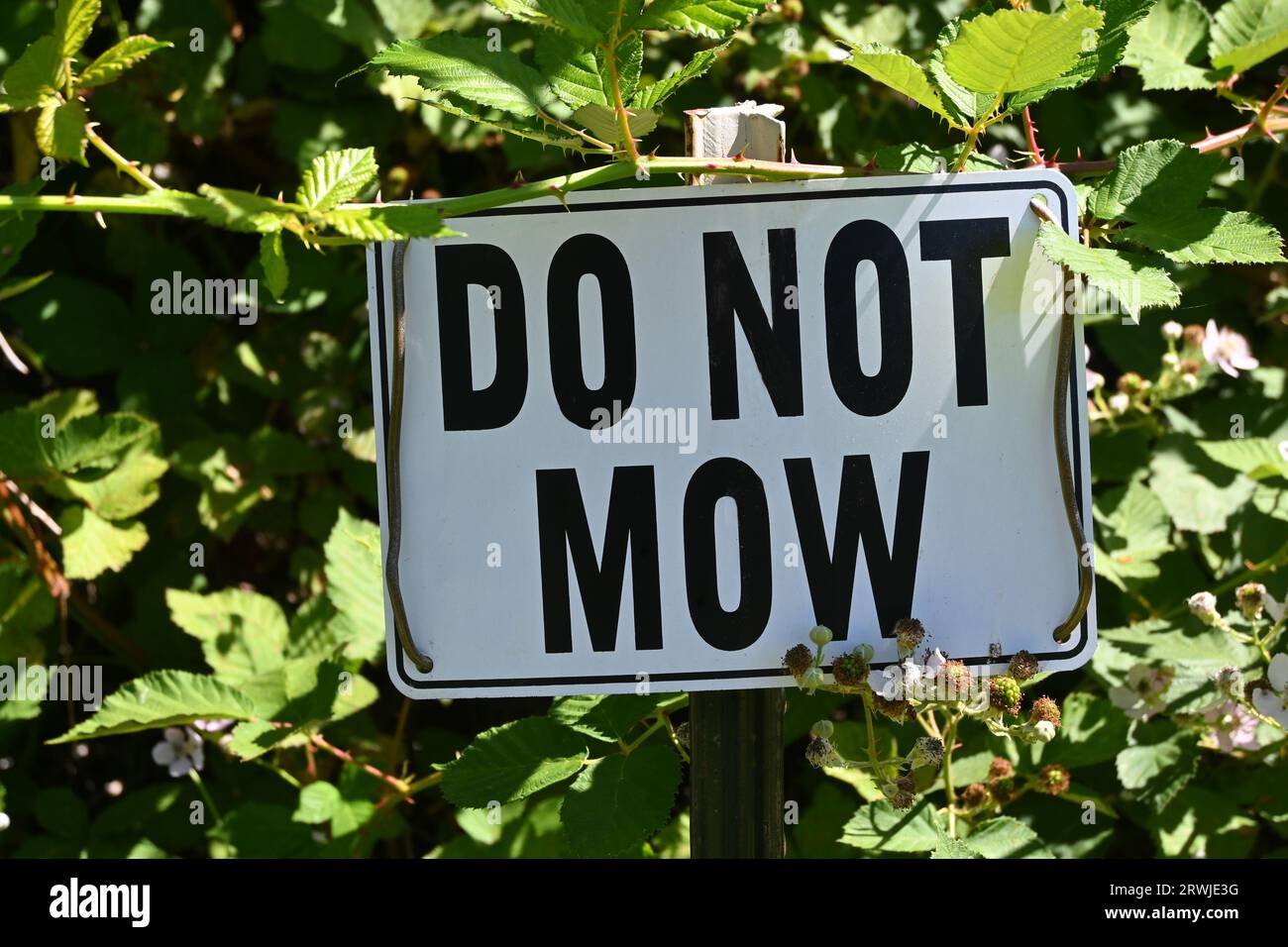 Non tagliare il segno circondato da una crescita eccessiva di viti. Foto Stock