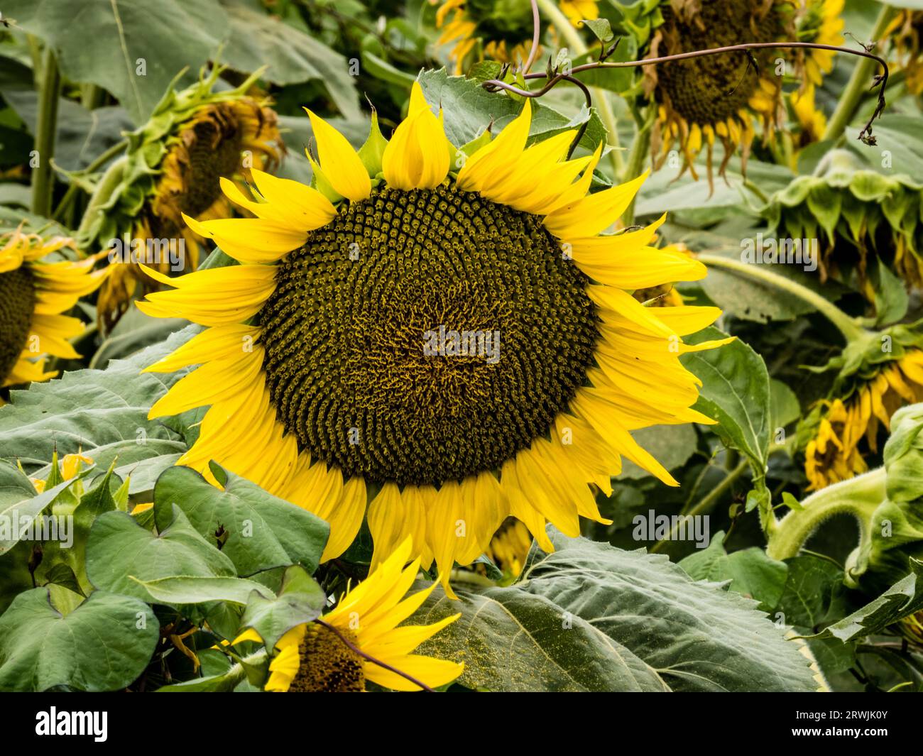 Girasole Foto Stock
