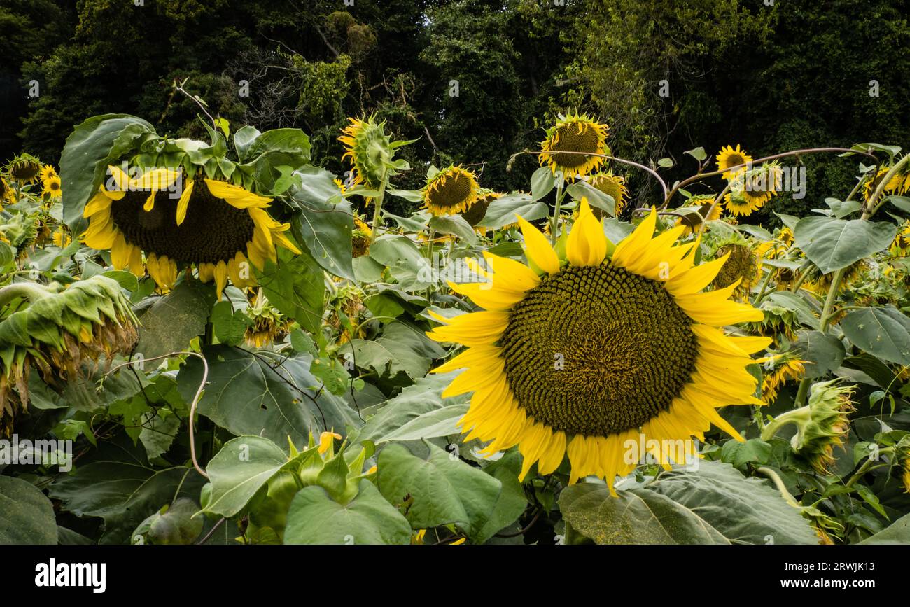 Girasole Foto Stock